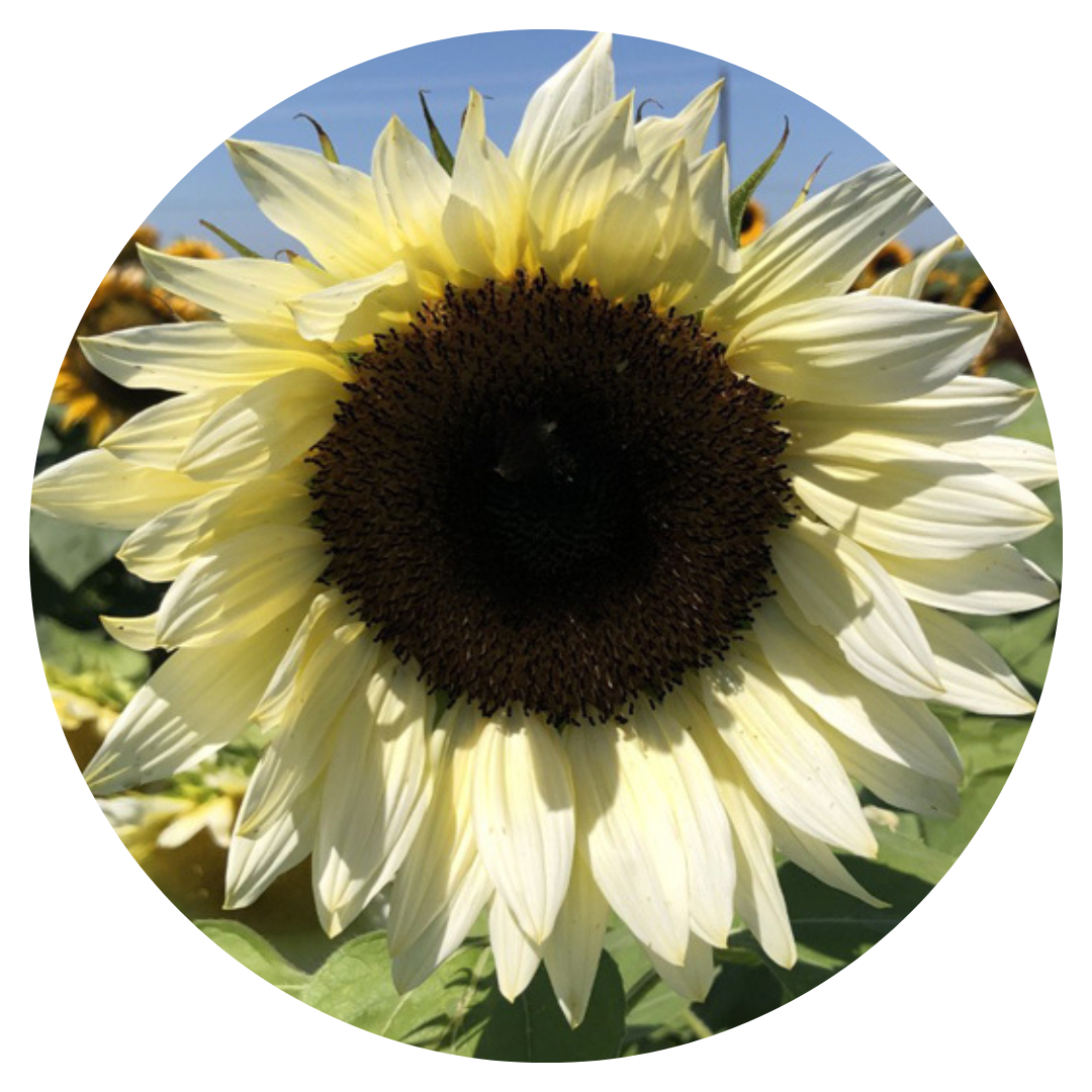 Saulespuķes ProCut® White Nite F1 | Helianthus annuus