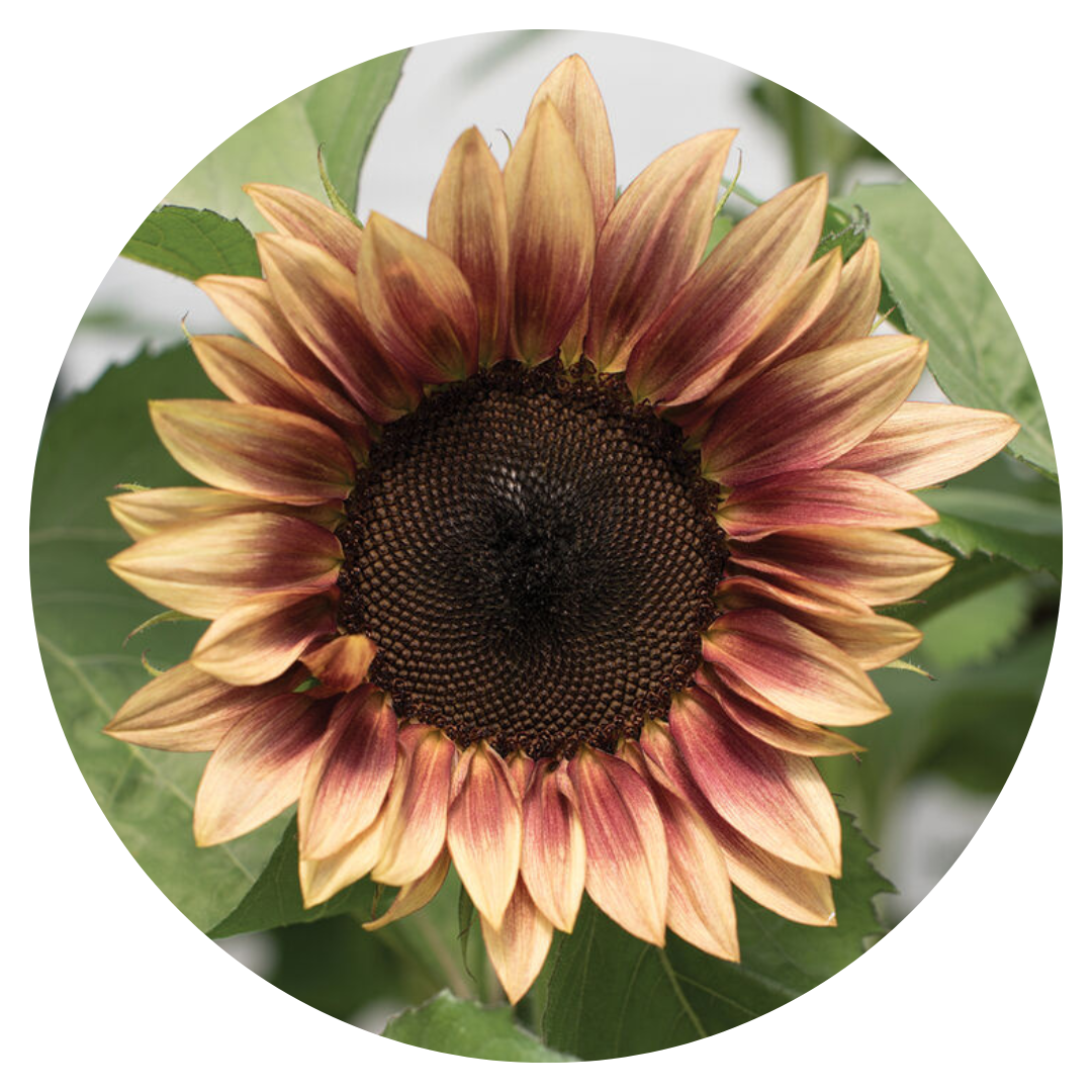 Saulespuķes ProCut® Plum F1 | Helianthus annuus