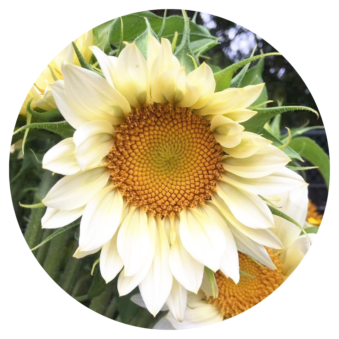 Saulespuķes ProCut® White Lite F1  | Helianthus annuus