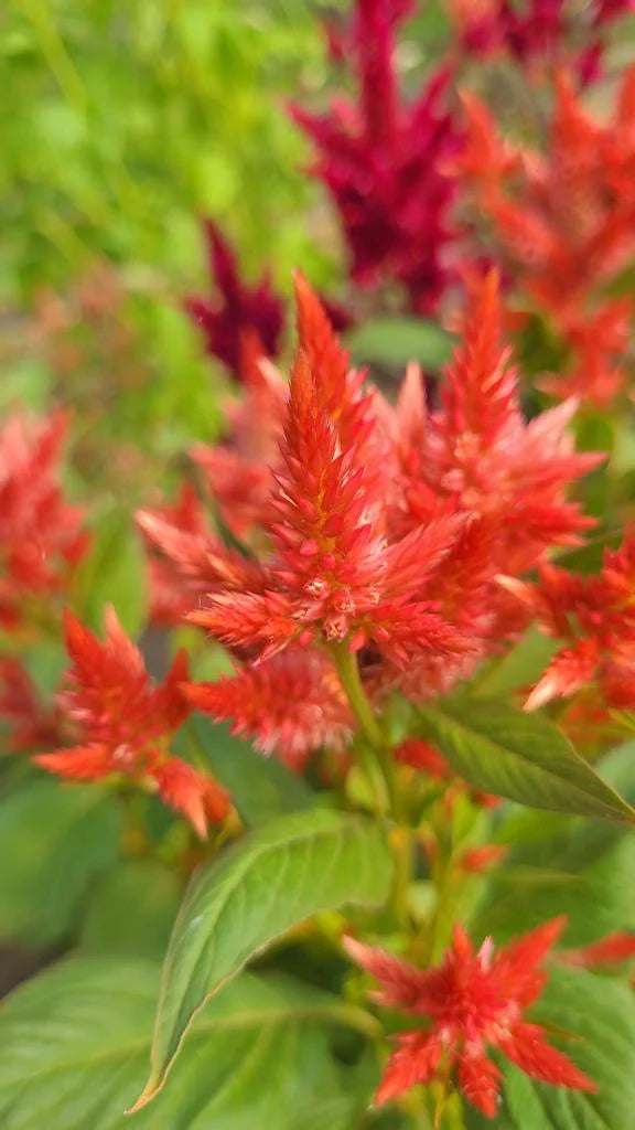 Celosia spicata Celway Orange.