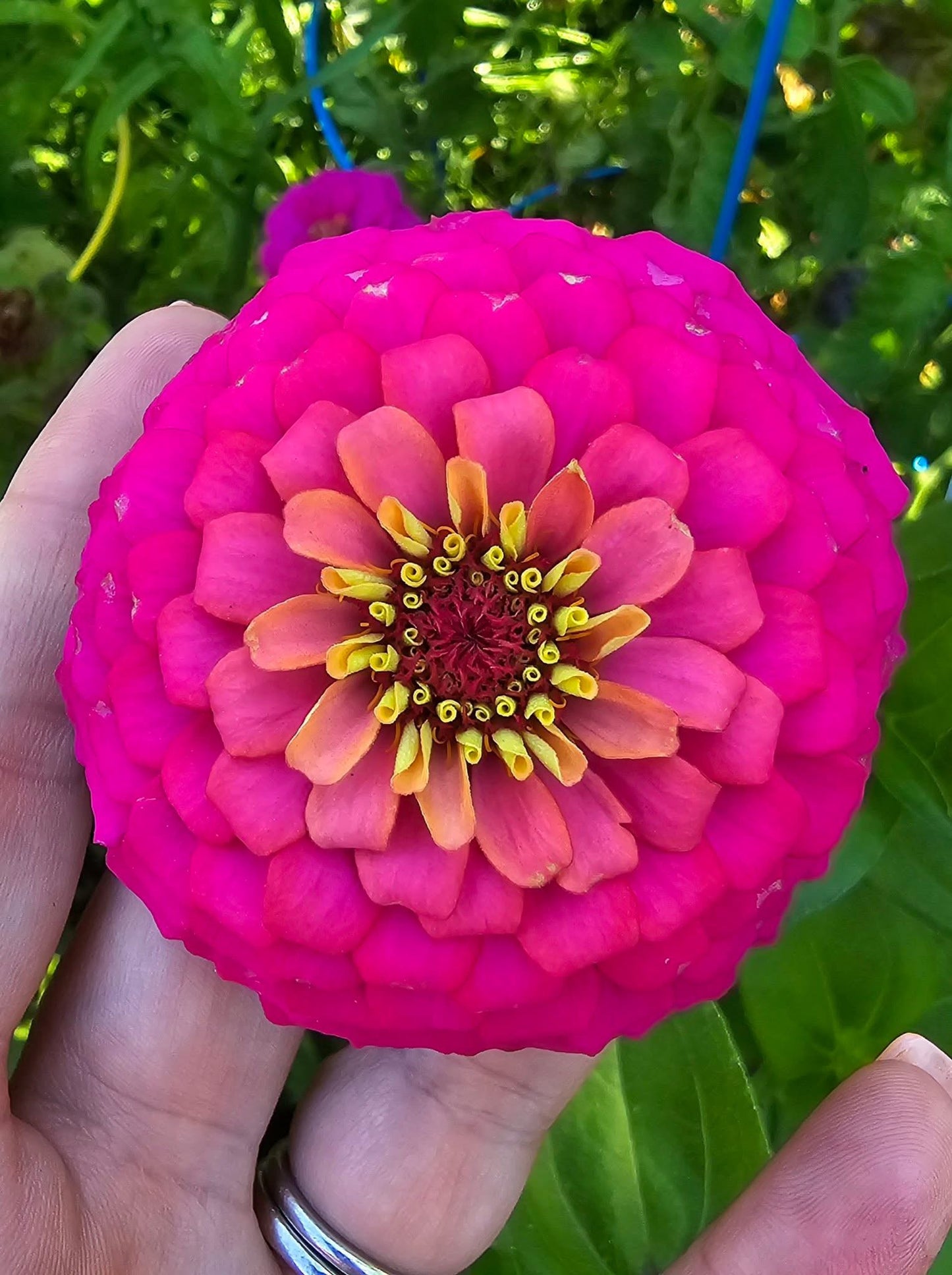 Zinnia elegans OKLAHOMA carmine