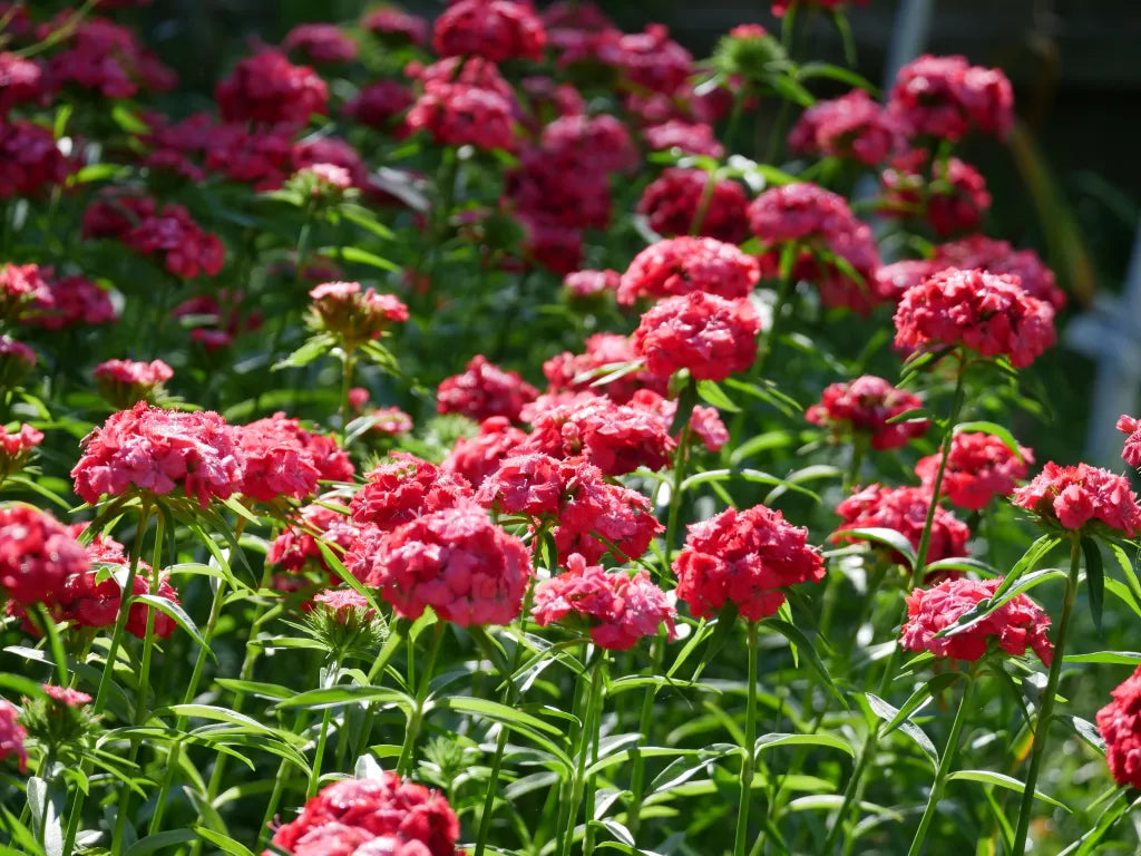 Dianthus barbatus Sweet Coral.