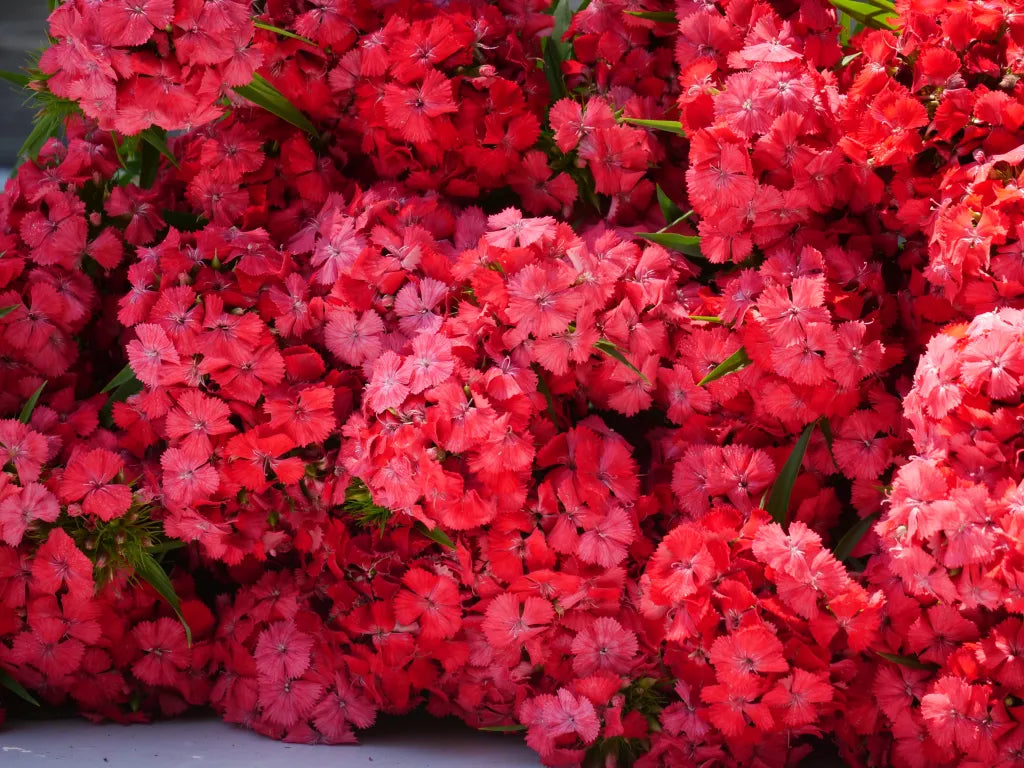 Dianthus barbatus Sweet Coral.