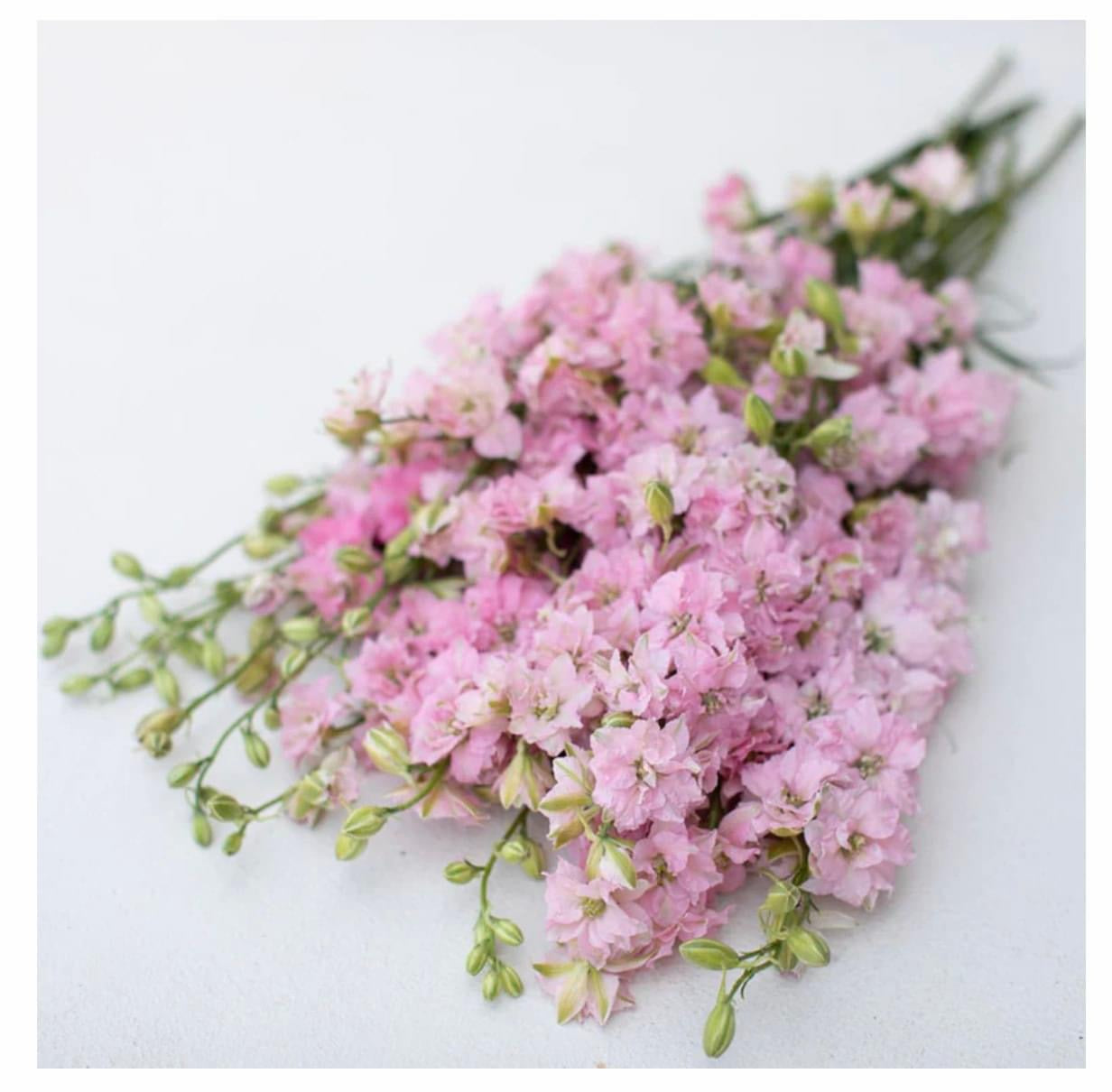 Vasaras delfinijas QIS® Light Pink | Delphinium consolida