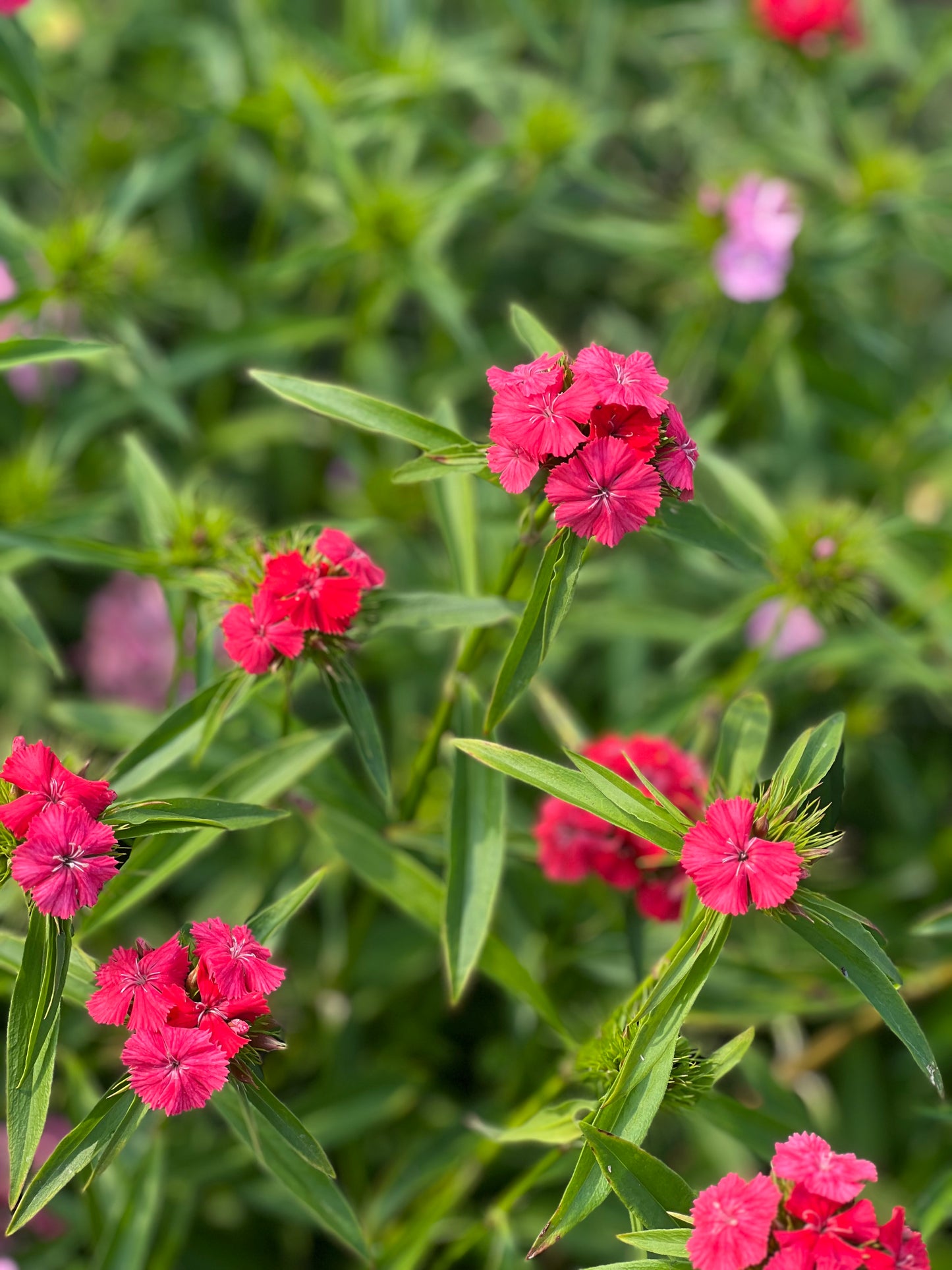 Dianthus barbatus Sweet Coral.