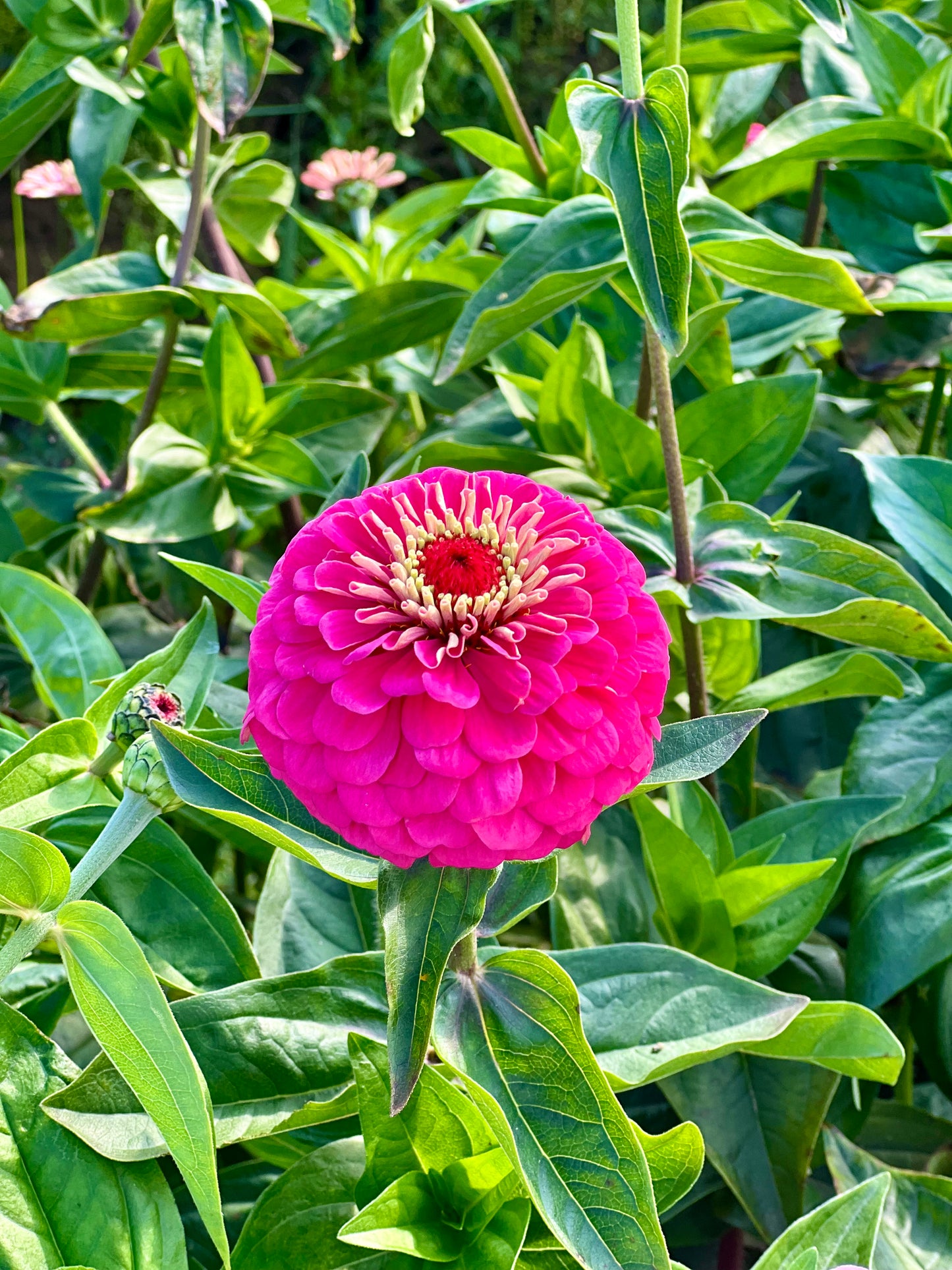 Zinnia elegans OKLAHOMA carmine