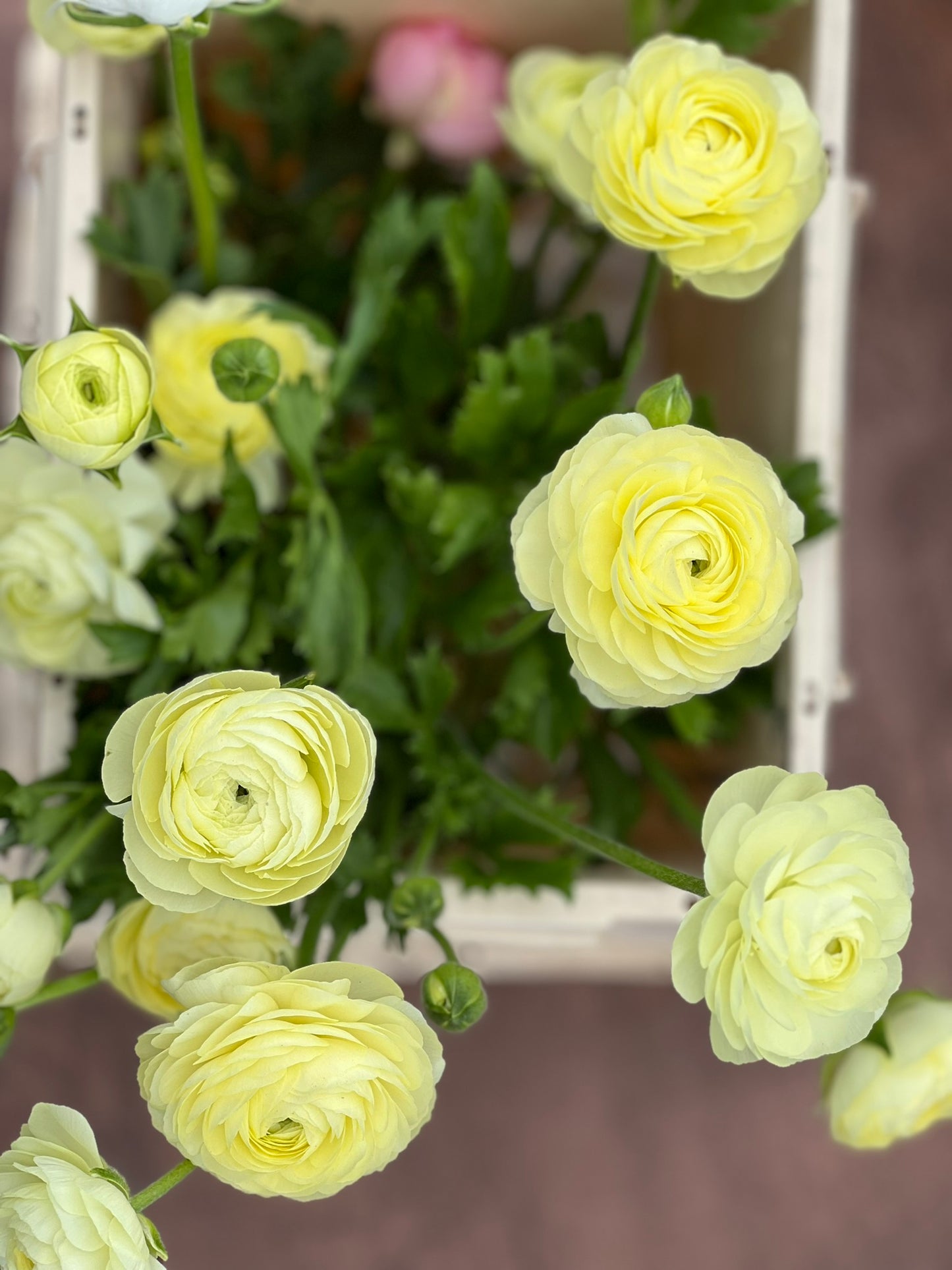 Ranunculus Elegance® CREMA