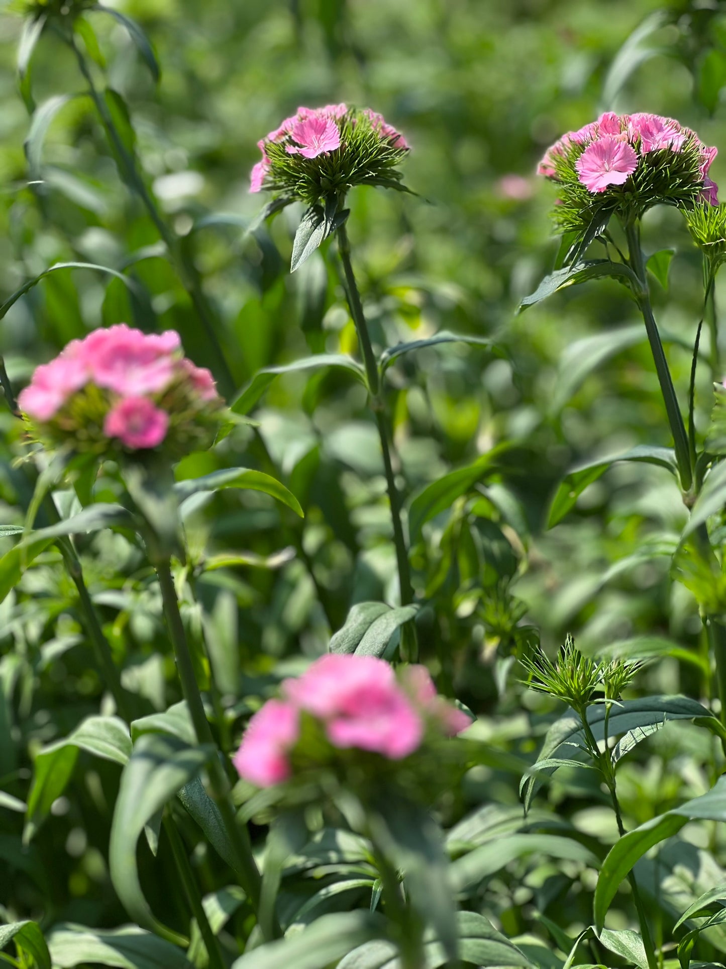 Čemurneļķe Sweet Pink