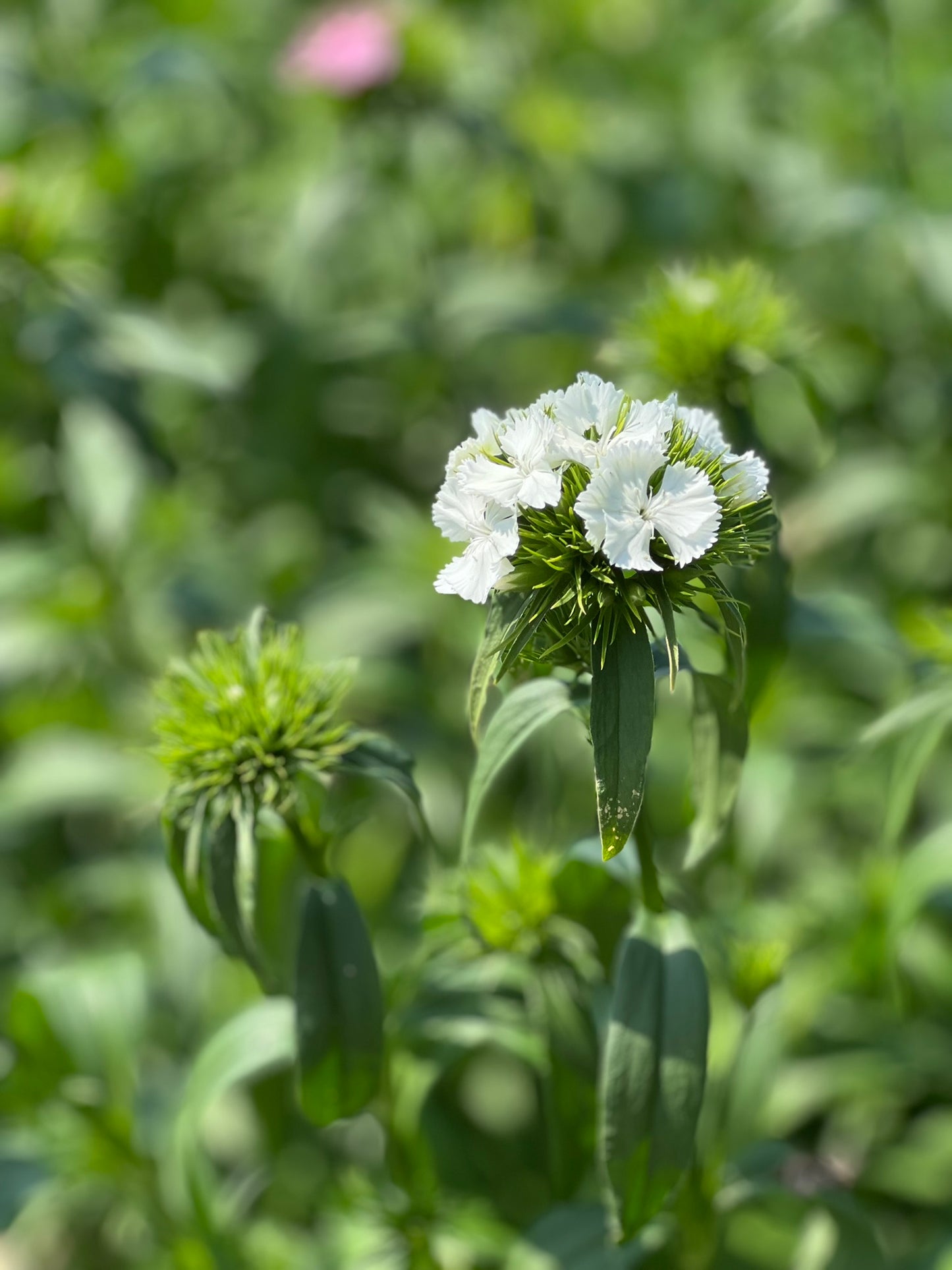 Čemurneļķe Sweet White