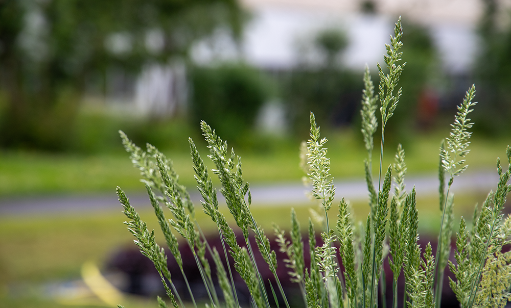 Koeleria glauca Bluey | Blue Hair Grass therapyofflowers.com