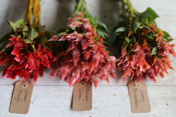 Celosia spicata Celway Orange.