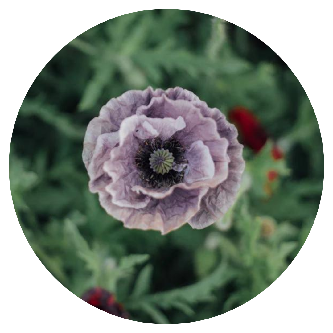 Papaver rhoeas Amazing Grey