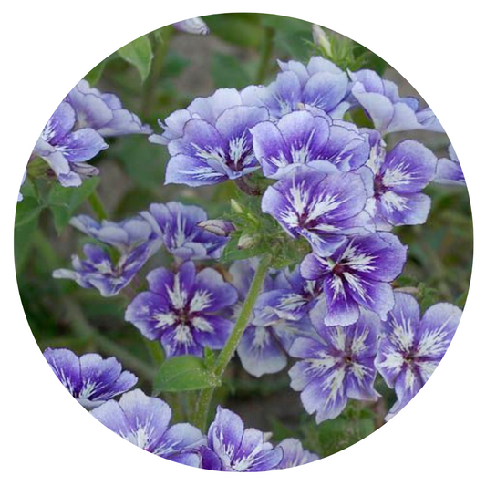 Phlox Drummondii Sugar Stars