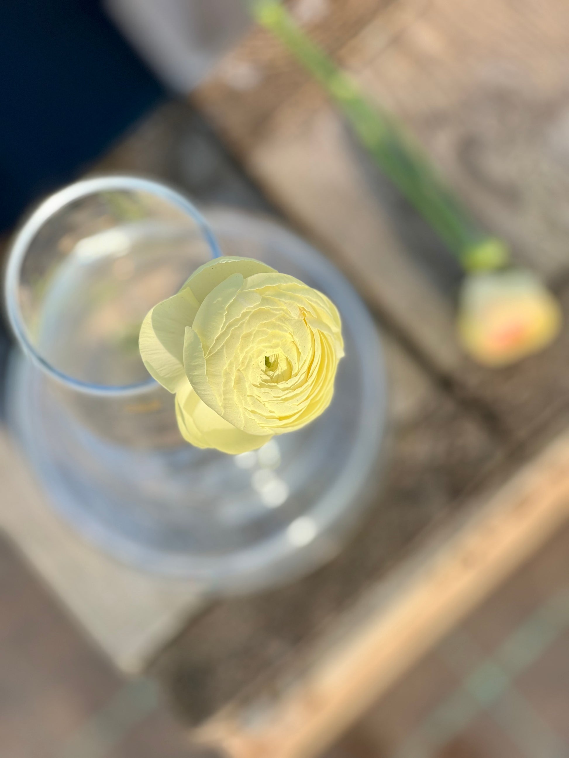 Ranunculus Elegance® CREMA therapy of flowers