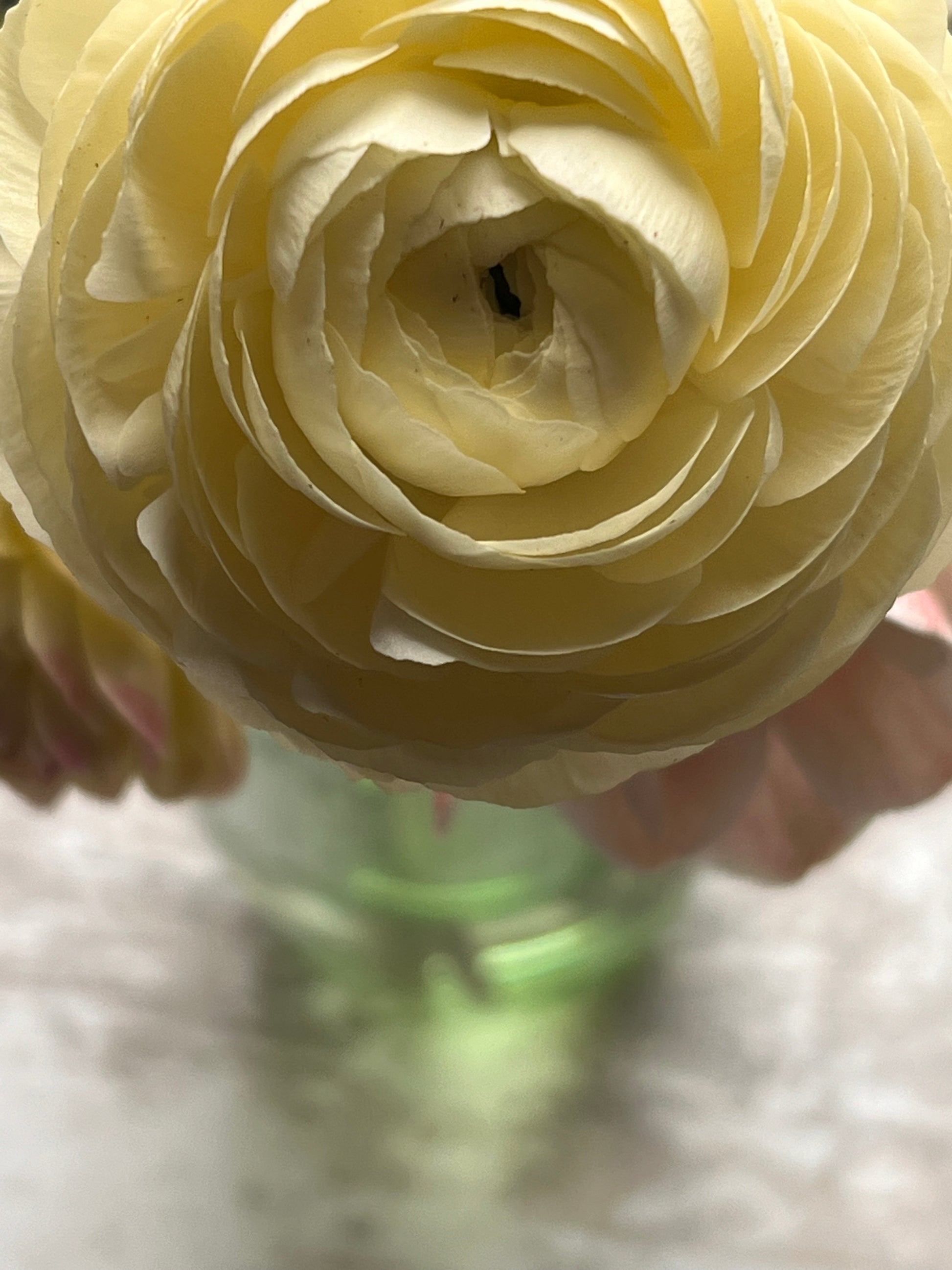 Ranunculus Elegance® CREMA 43-99