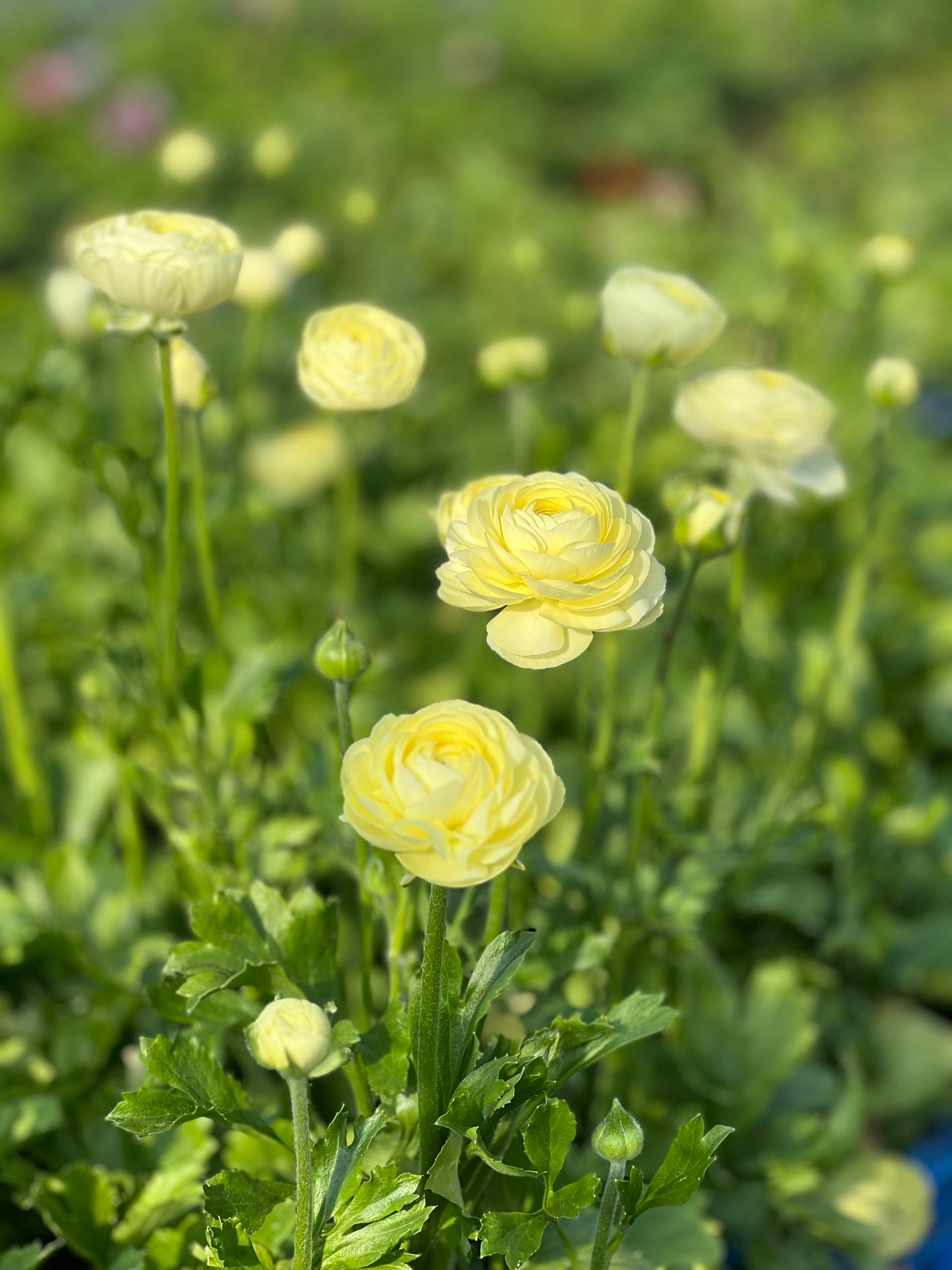 Ranunculus Elegance® CREMA light