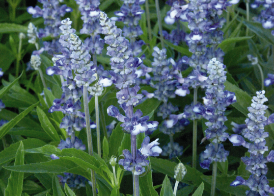 Salvia farinacea Fairy Queen | Mealy Sage therapyofflowers.com