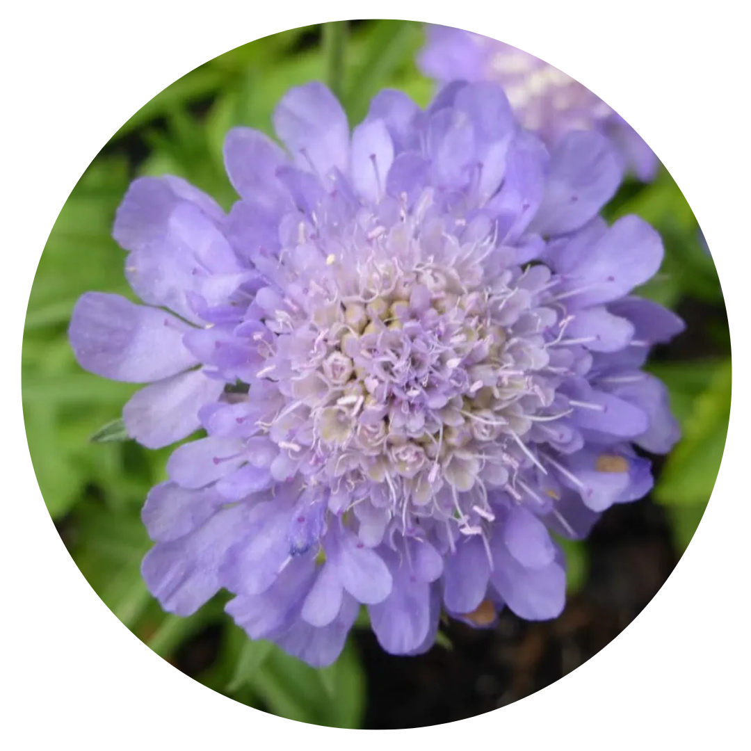 Scabiosa japonica var. alpina Ritz Blue | Pincushion Flower therapyofflowers.com