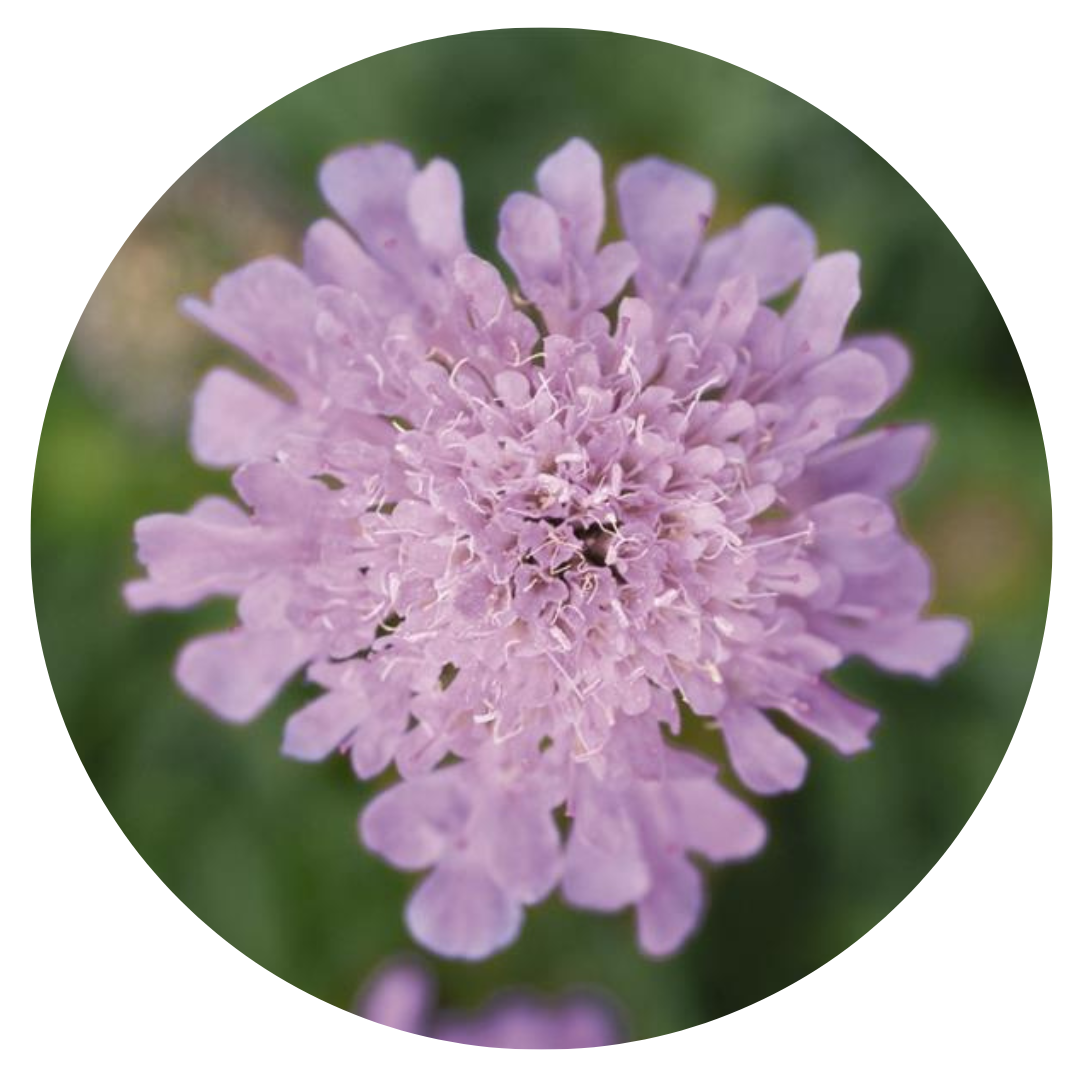 Scabiosa japonica var. alpina Ritz Rose | Pincushion Flower therapyofflowers.com