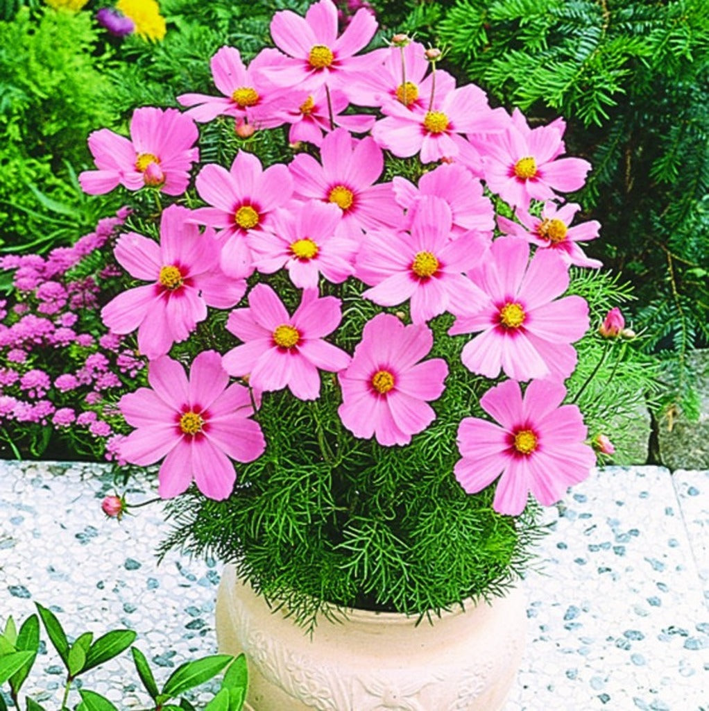 Cosmos bipinnatus Sonata Pink