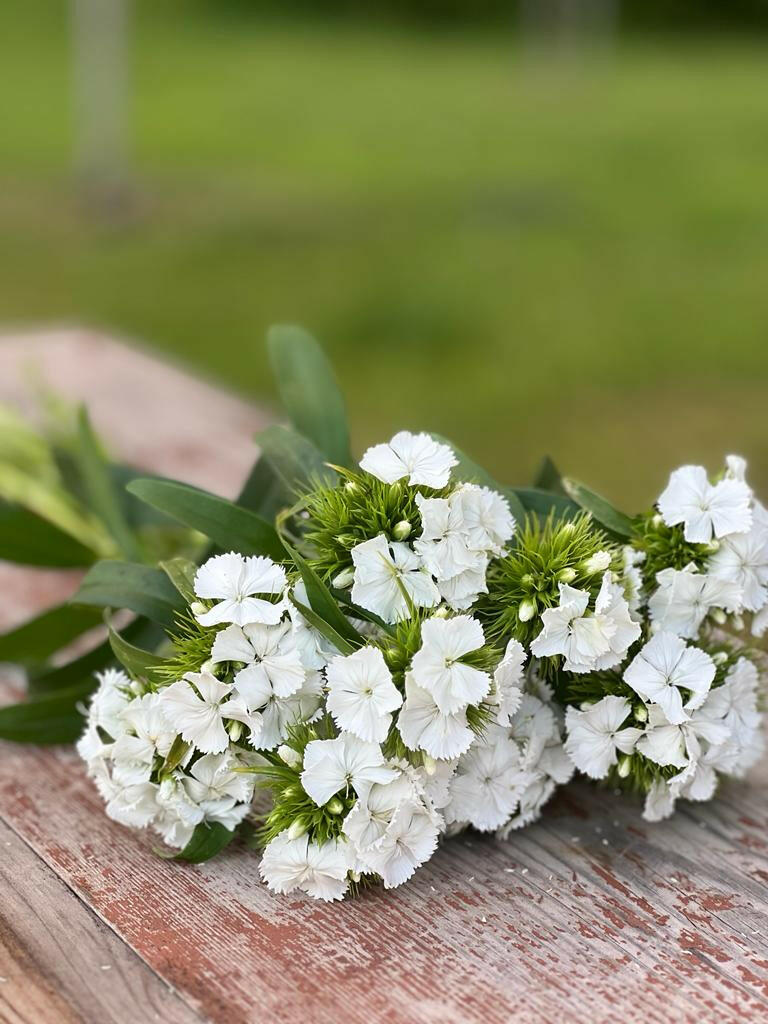 Dianthus barbatus Sweet White.