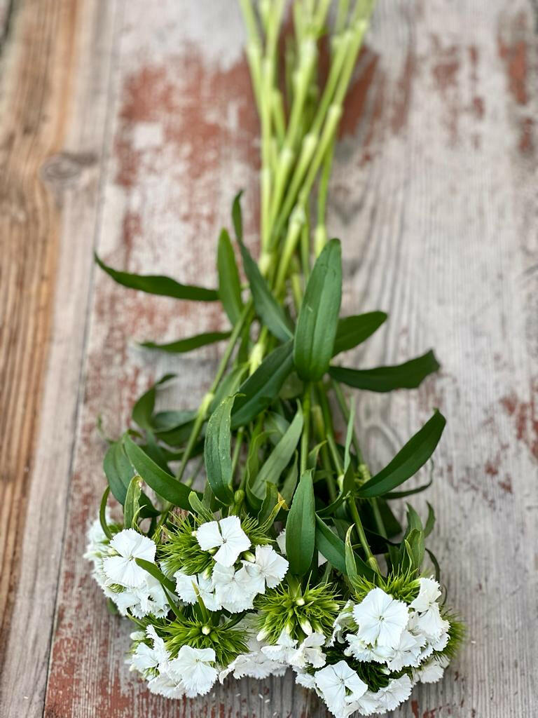 Dianthus barbatus Sweet White.