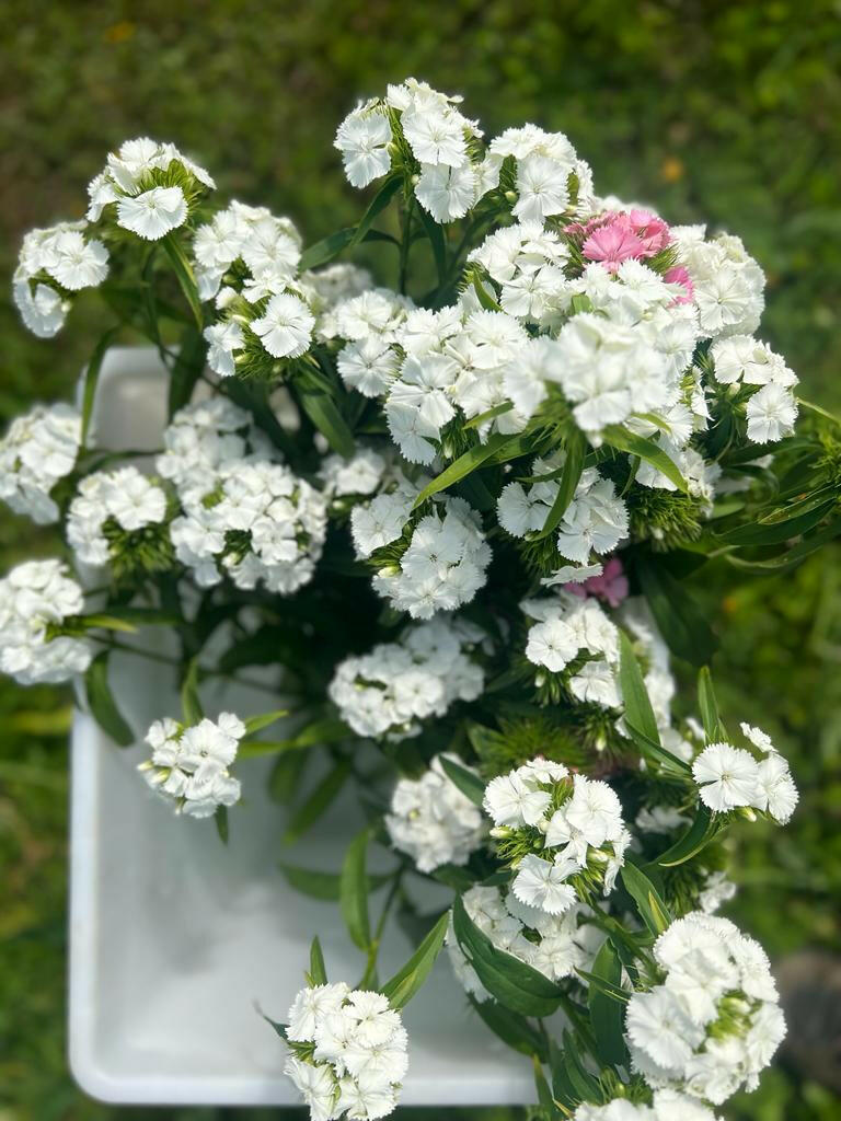 Dianthus barbatus Sweet White.