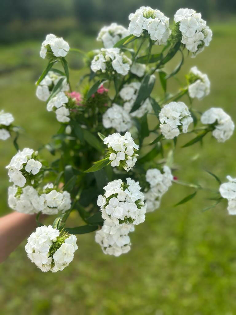 Dianthus barbatus Sweet White.