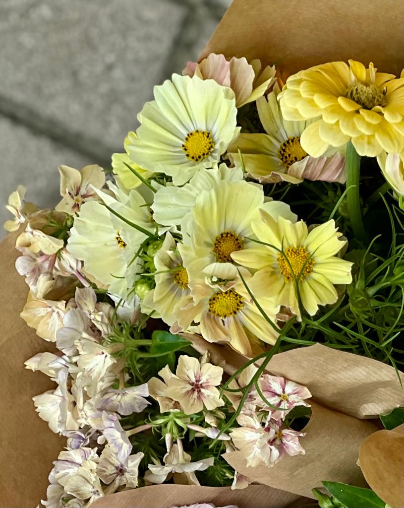 Cosmos bipinnatus Kiiro, soft yellow flowers