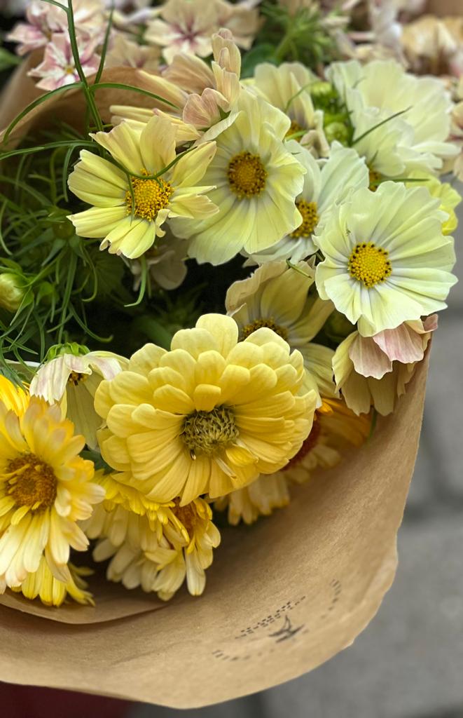 Cosmos bipinnatus Kiiro, Zinnia 'Isabellina' Zinnia elegans