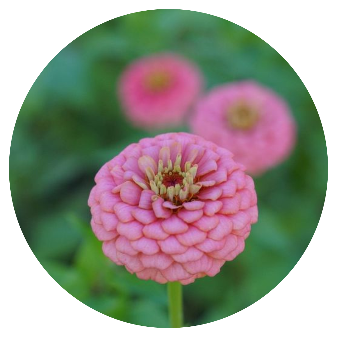 Zinnia elegans OKLAHOMA pink