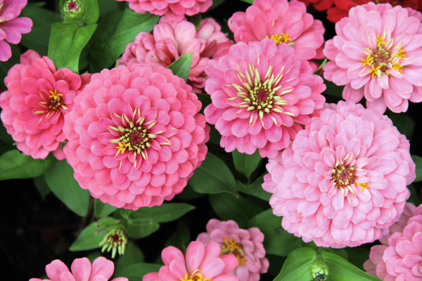 Zinnia elegans OKLAHOMA pink