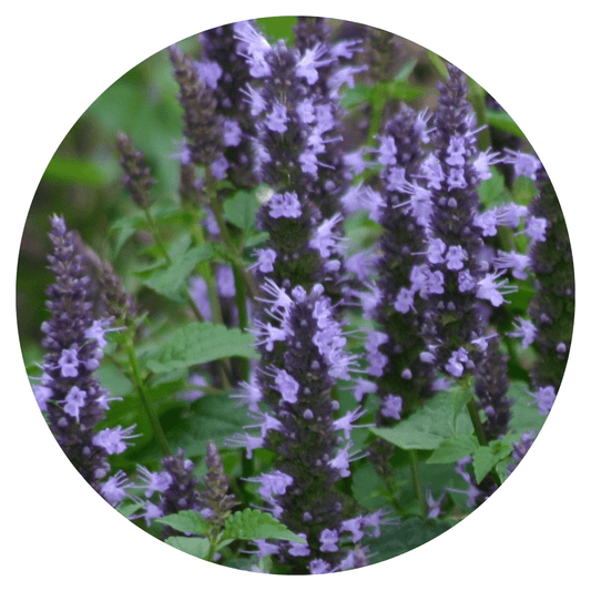 Agastache hybrida Astello Indigo - therapyofflowers.comseeds