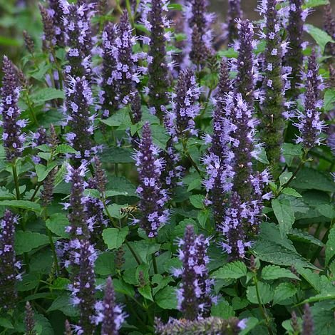 Agastache hybrida Astello Indigo - therapyofflowers.comseeds