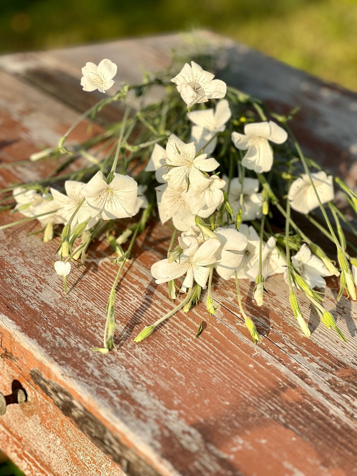 Agrostemma githago Bianca - therapyofflowers.comseeds