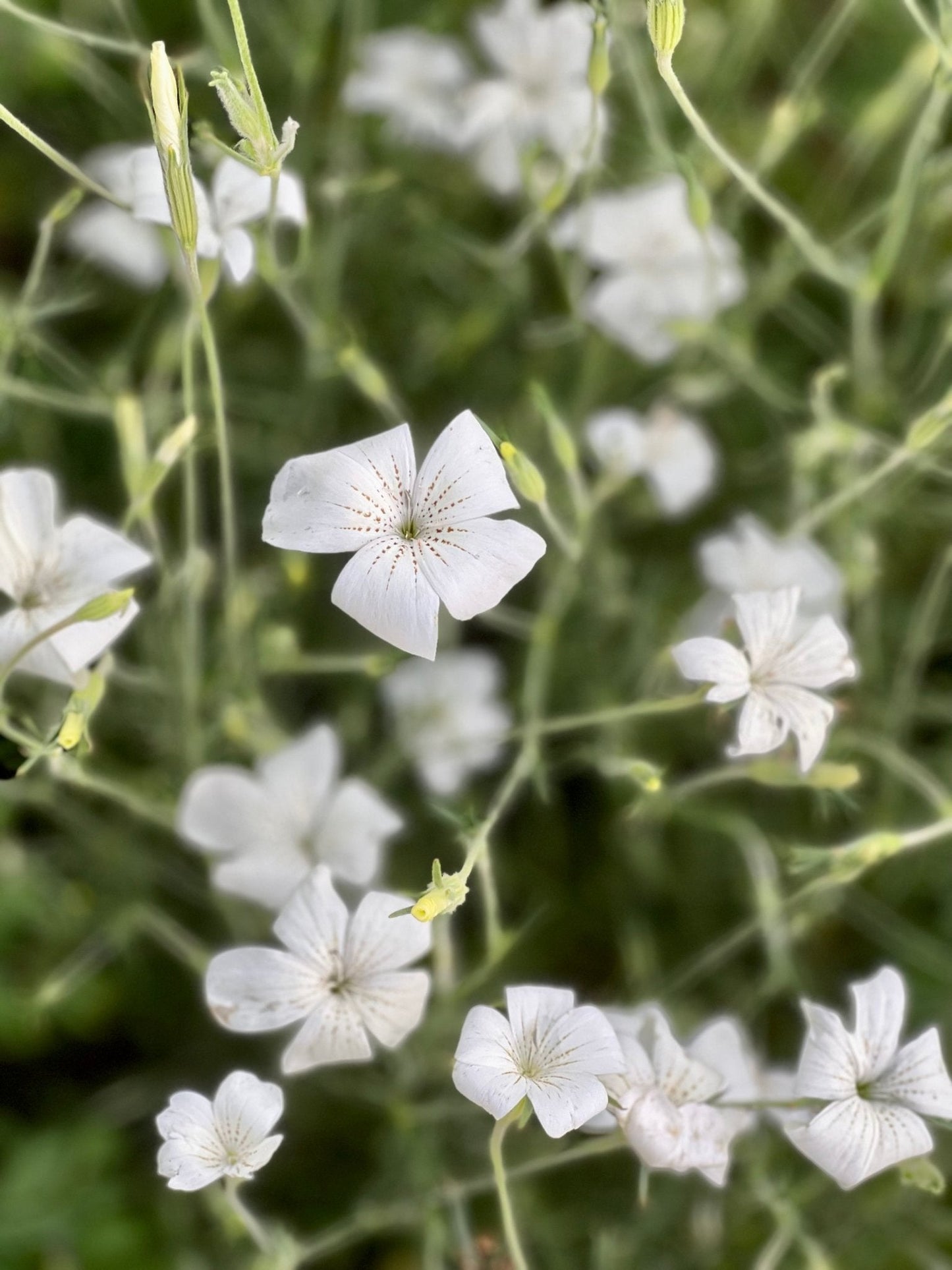 Agrostemma githago Bianca - therapyofflowers.comseeds