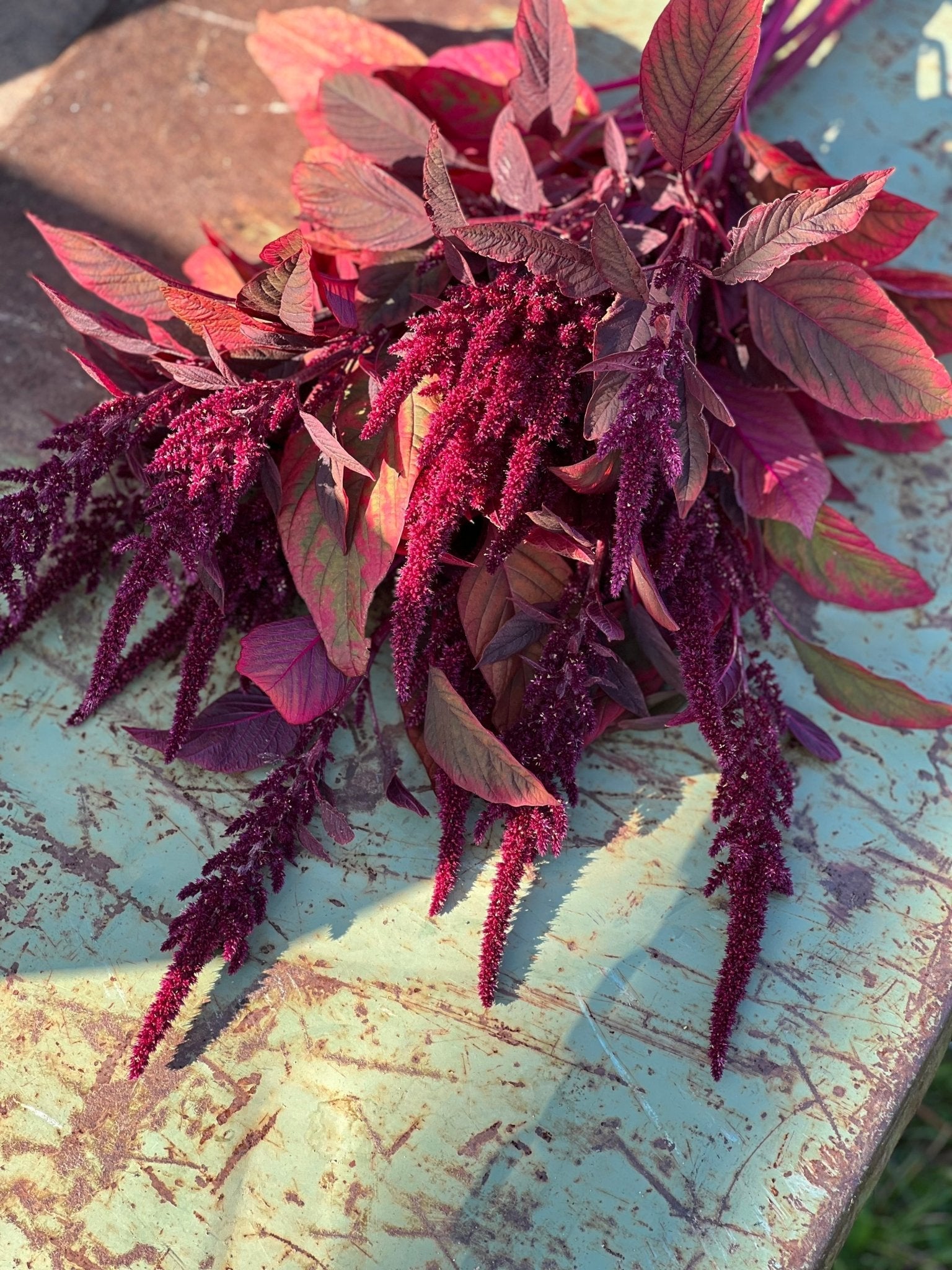 Amaranthus cruentus Velvet Curtains - therapyofflowers.com