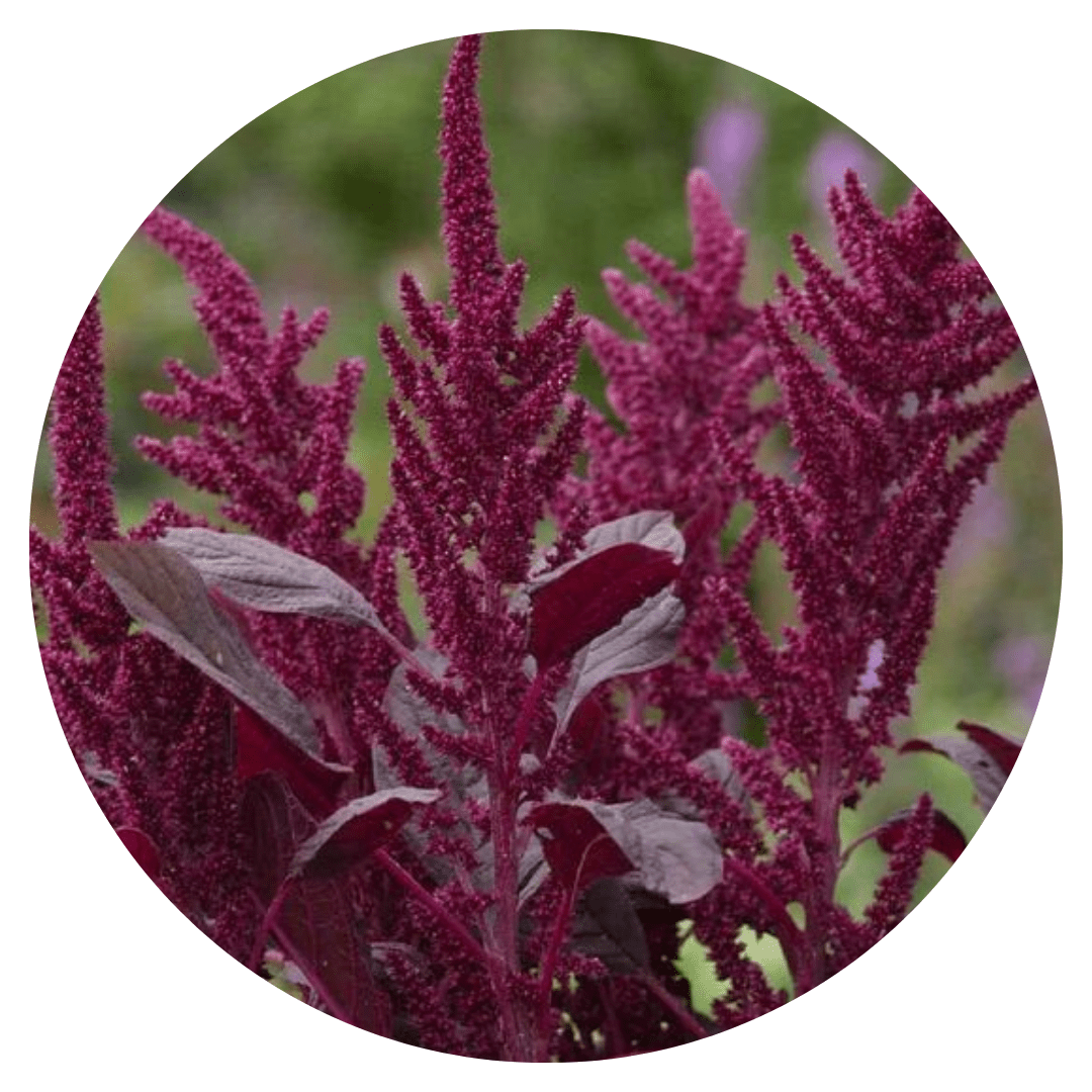 Amaranthus cruentus Velvet Curtains - therapyofflowers.comflowers