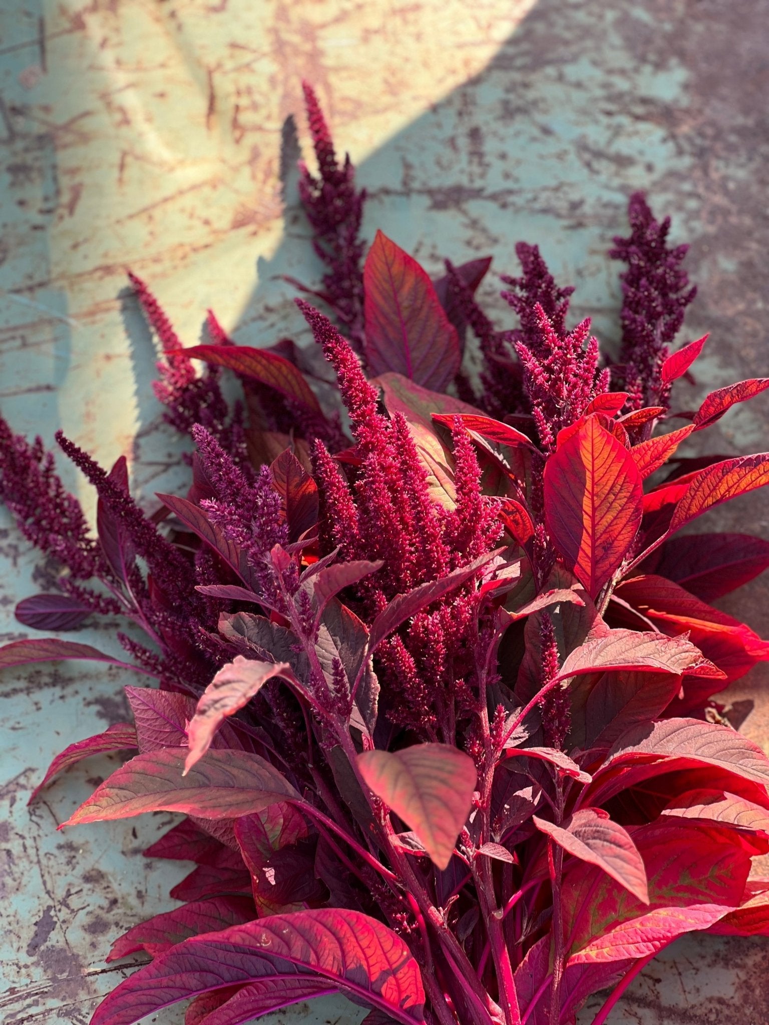 Amaranthus cruentus Velvet Curtains - therapyofflowers.com