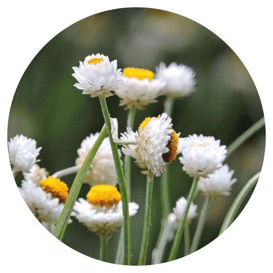 Ammobium alatum Grandiflorum | Winged Everlasting - therapyofflowers.comseeds