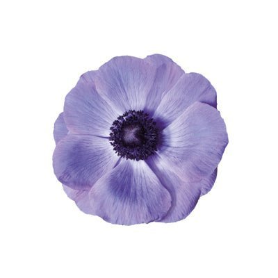 Anemone Mistral Plus® BLU - therapyofflowers.comCorms