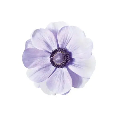 Anemone Mistral Plus® AZZURRO - Corms