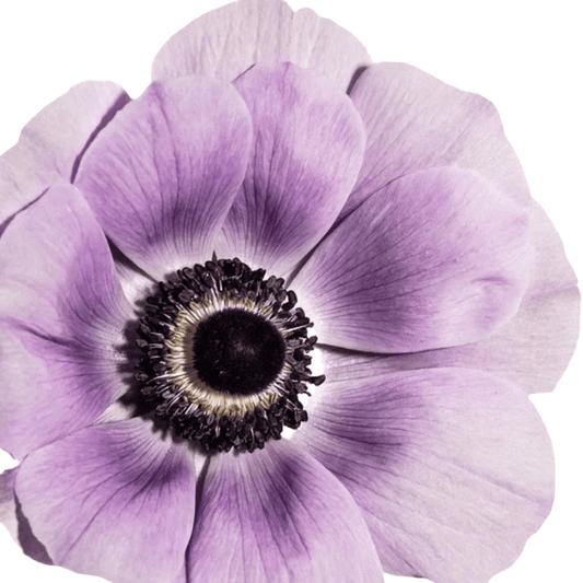 Anemone Mistral Plus® MILKA - therapyofflowers.comflowers