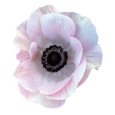 Anemone Mistral Plus® RARITY - therapyofflowers.comflowers