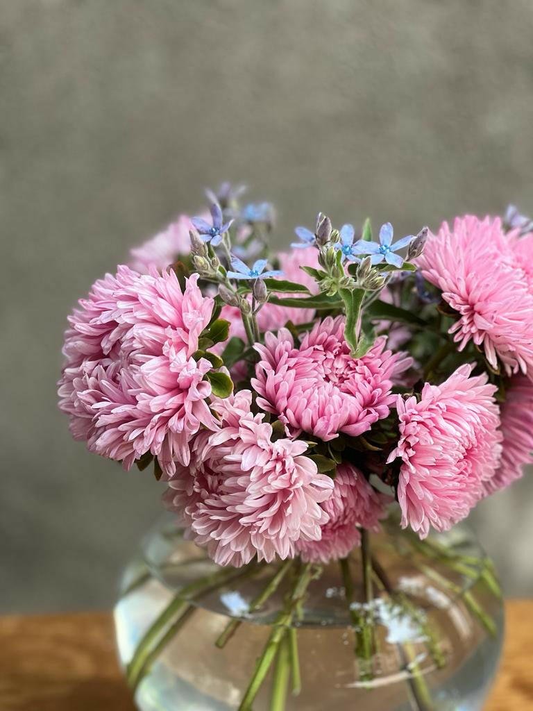 Aster Chrisantella Love Me Tender - therapyofflowers.comflowers