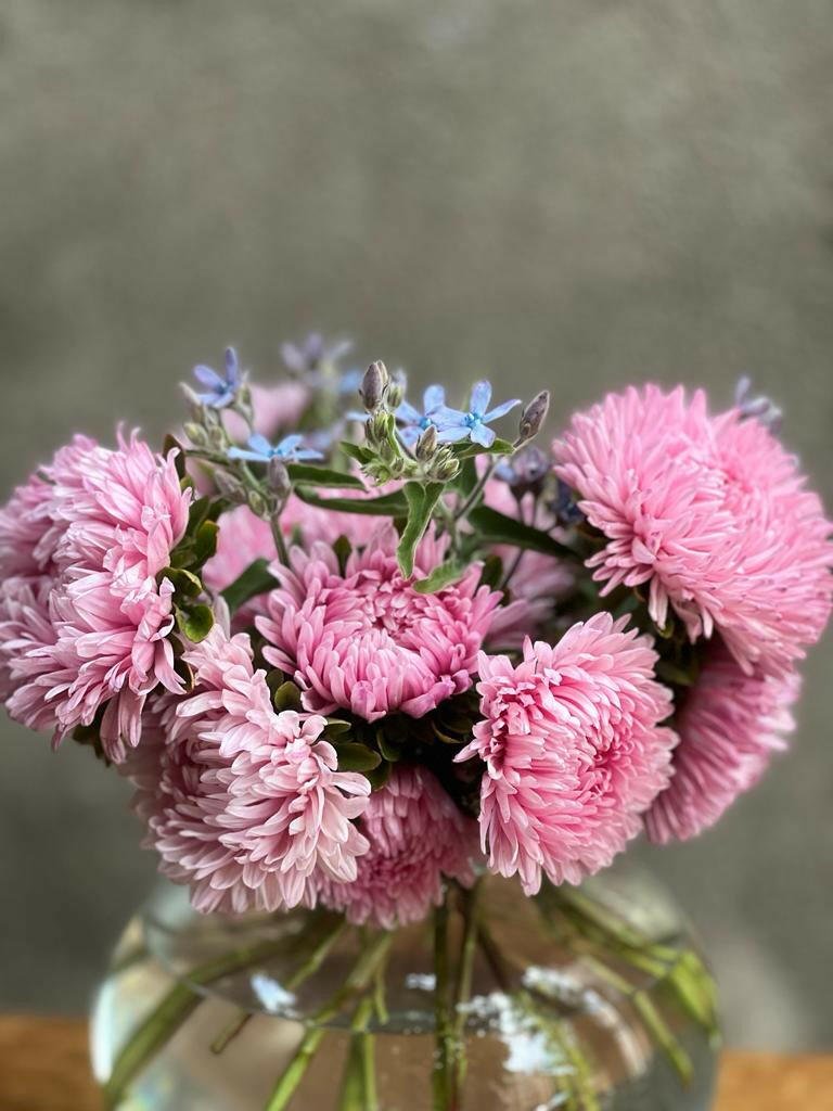 Aster Chrisantella Love Me Tender - therapyofflowers.comflowers