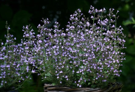 Calamintha nepeta Marvelette Blue therapyofflowers.com