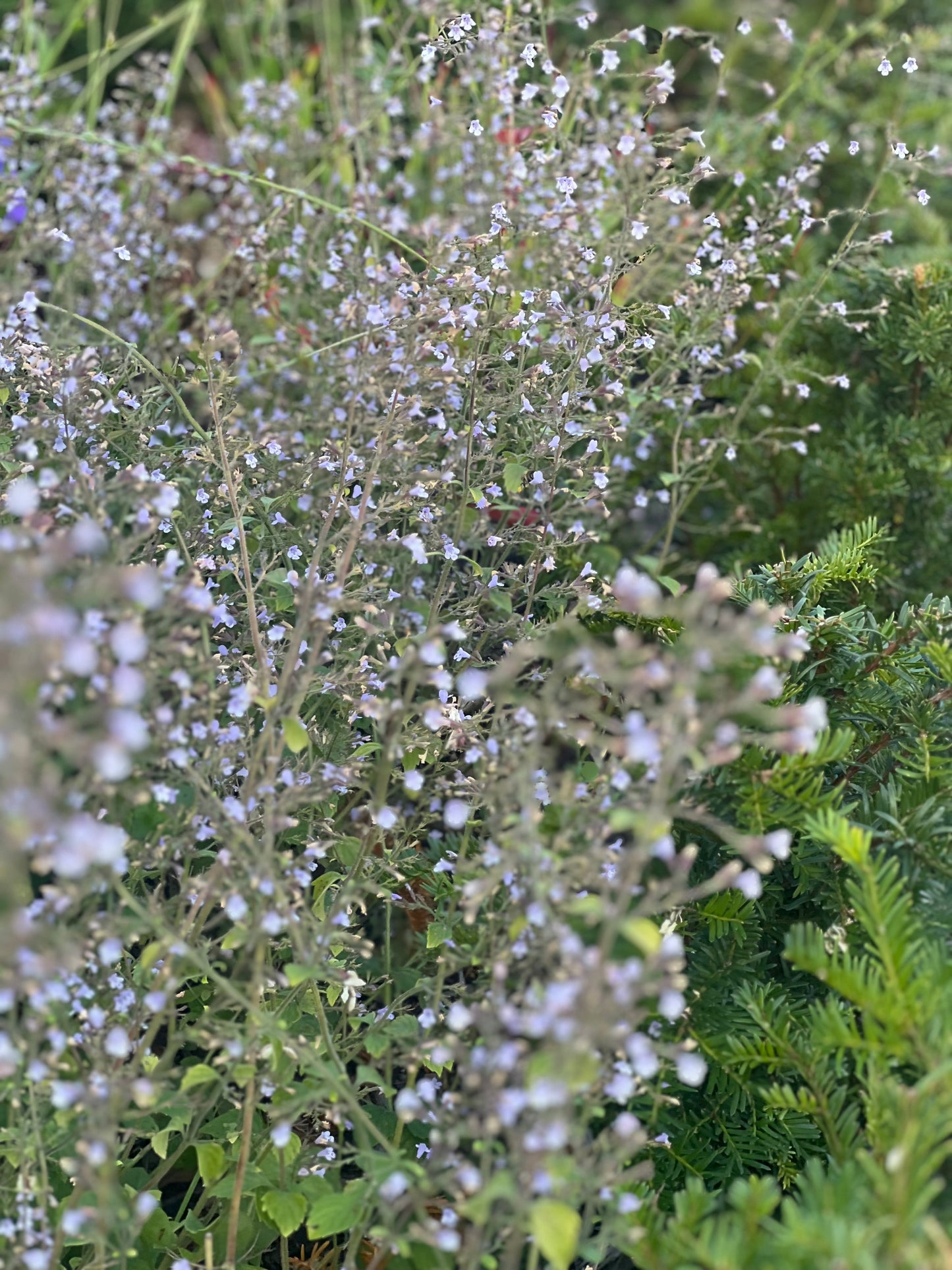 Calamintha nepeta Marvelette Blue therapyofflowers.com