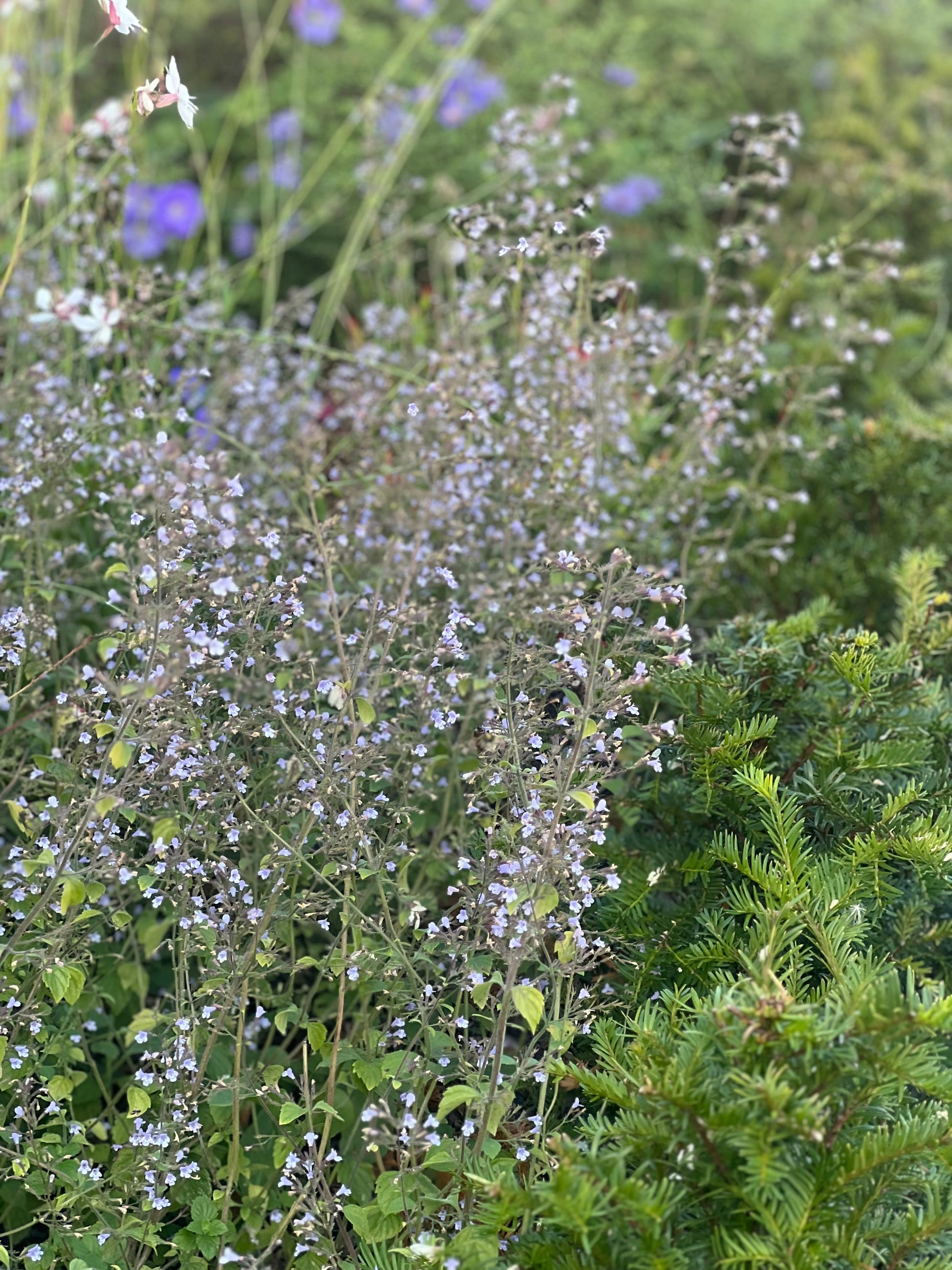 Calamintha nepeta Marvelette Blue therapyofflowers.com