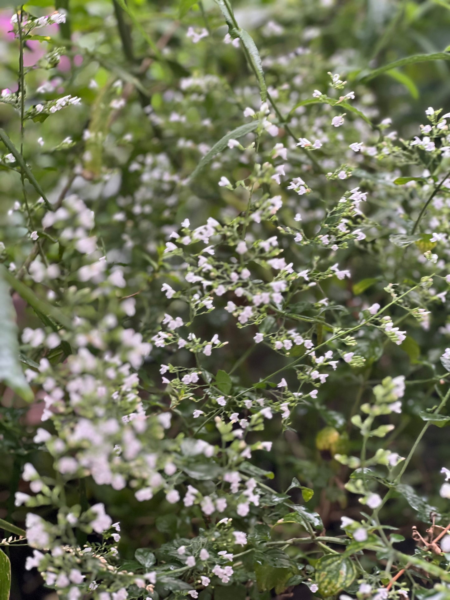 Calamintha nepeta Marvelette White therapyofflowers.com